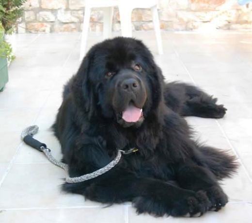 villaggiointernazionale it pet-friendly 006