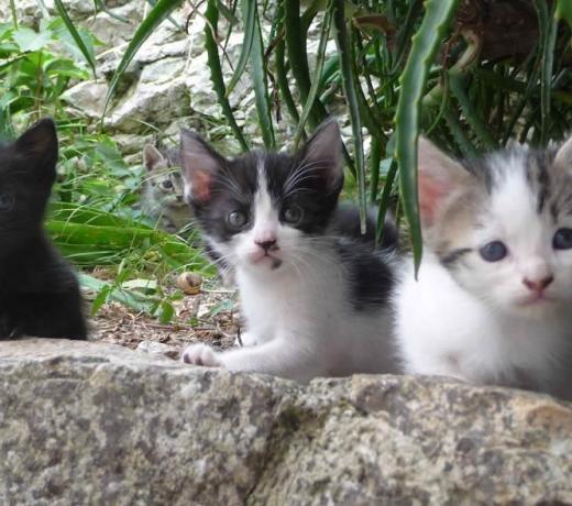 villaggiointernazionale it pet-friendly 007